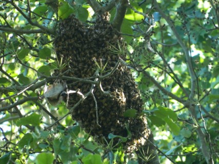 We had a swarm today.